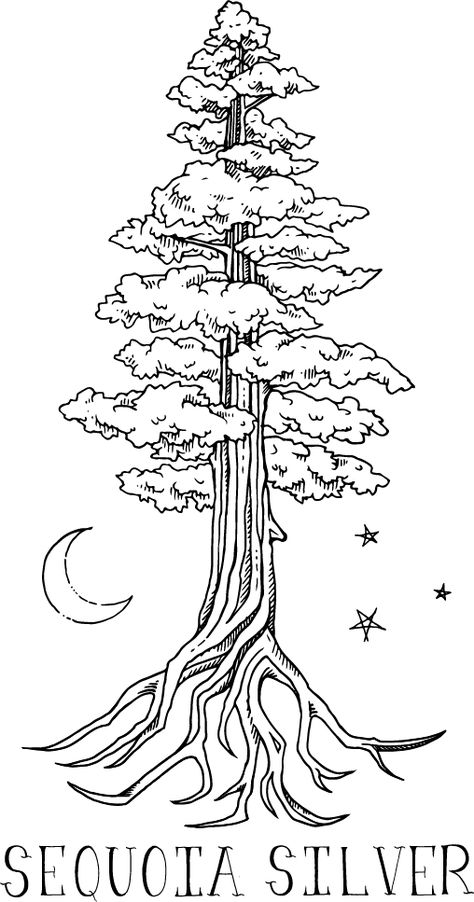 Sequoia Silver Handcrafted Jewelry Sequoia Tree Art, Sequoia Tree Illustration, Sequoia Tree Tattoo Simple, Sequoia Drawing, Sequoia Tree Drawing, Redwood Drawing, Sequoia Tattoo, Sequoia Tree Tattoo, Tree Line Drawing