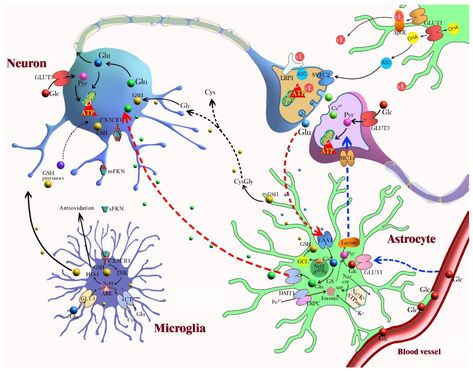 IJMS | Free Full-Text | Crosstalk between Neuron and Glial Cells in Oxidative Injury and Neuroprotection Glial Cells, Brain Diseases, Reactive Oxygen Species, Biology Facts, White Matter, Brain Anatomy, Defense Mechanisms, Brain Cells, Medical Anatomy