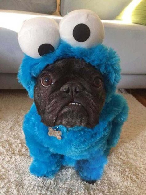 A Pug, Cookie Monster, Pug, A Dog, Halloween, Blue, Black