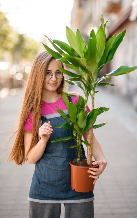 Known for its tall, lush green foliage and easy care, this plant adds a touch of elegance and serenity to any room. Perfect for creating a stylish, low-maintenance indoor oasis. Mass Cane, Corn Plant, Indoor Air, Low Maintenance, Air Purifier, Lush Green, Plants