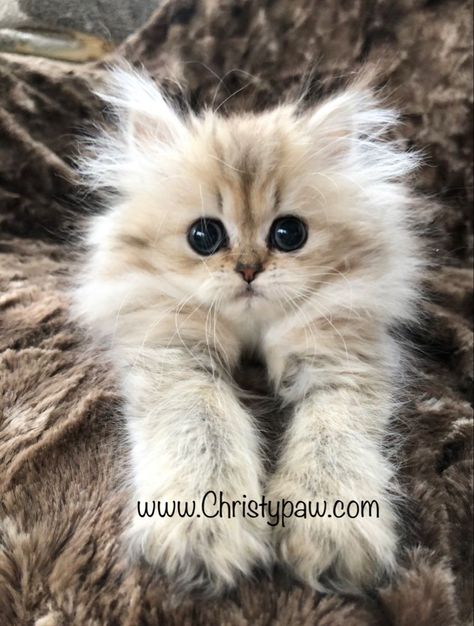 Persian Cat Doll Face, Teacup Persian Kittens, Teacup Kitten, Tidy Cats, Kitten Images, Pro Plan, Persian Cats, Beautiful Kittens, Persian Kittens