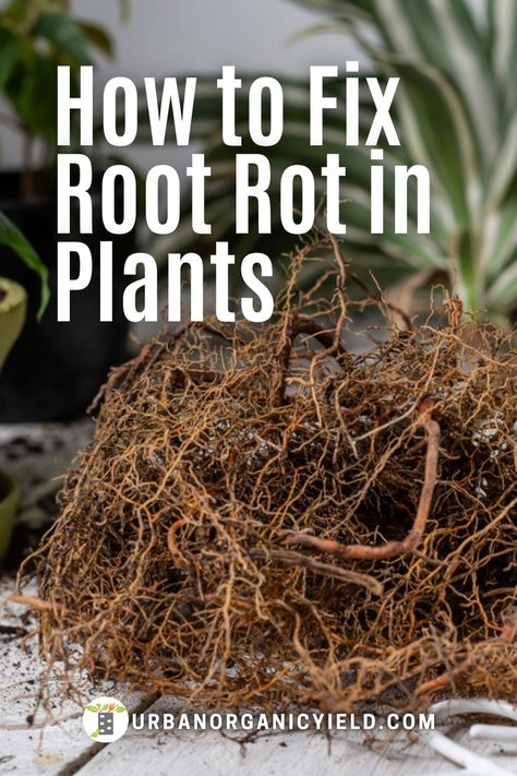 Pothos Root Rot, Tomatoes Plants Problems, Mango Plant, Herbs Growing, Monstera Plants, Shade Gardening, Garden Problems, Bamboo Roots, Mother In Law Tongue