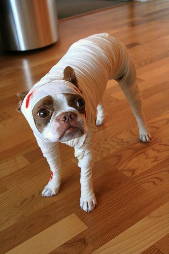 Diy Pet Costumes, Last Minute Kostüm, Best Dog Costumes, Mummy Dogs, Mummy Costume, Diy Dog Costumes, Diy Kostüm, Boston Terrier Love, Pet Halloween Costumes