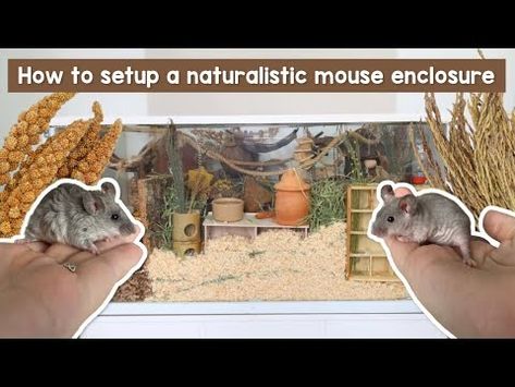 How to setup a naturalistic mouse enclosure - YouTube Mouse Enclosure, Pet Mice, Baby Mouse, Mice, Really Funny, Step By Step, Online Store, Pet, Funny