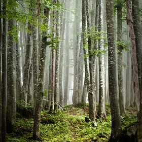 Forest Journal, Woodland Realm, Natural Path, Woodland Walk, Enchanted Wood, Spring Pictures, Art Matters, Have Inspiration, Birch Trees