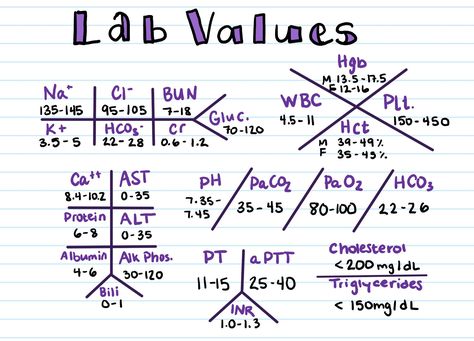 Lab Value Skeletons arranged traditionally with lab value ranges. See more at cecestudyguides.etsy.com or @cecestudyguides on insta and facebook Nursing Labs, Nursing School Life, Nursing Study Tips, Medical Assistant Student, Nursing School Essential, Nursing Study Guide, Nursing School Motivation, Nurse Study Notes, Nursing Student Tips