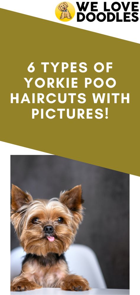 Are you curious about what the types of Yorkie Poo haircuts look like? Yorkie Poos are a combination of two adorable dog breeds — the Yorkshire Terrier and the Poodle. Because of this, they have various standout features that naturally make them cute, without the owner having to try very hard. Funny Dog Haircut Pictures, Mini Yorkie Haircut, Yorkie Face Haircut, Long Hair Yorkie Haircuts, Yorkie Poo Haircut Styles, Yorkiepoo Haircut Styles, Yorkipoo Haircut Styles, Yorkshire Terrier Haircuts, Yorkshire Haircut