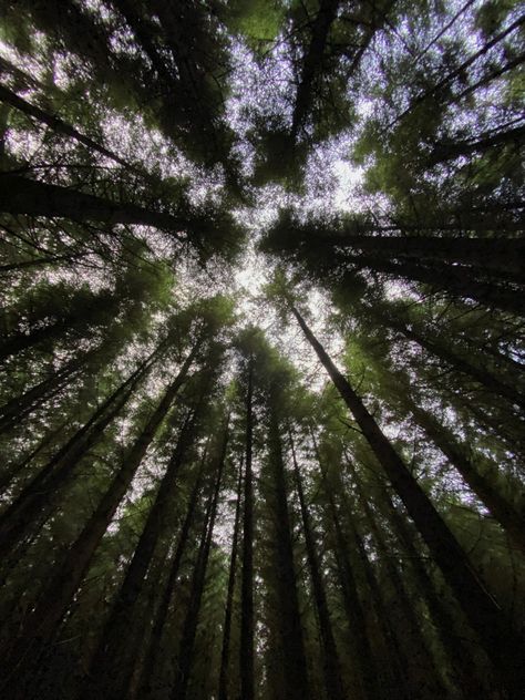 #forest #ireland #donegal #aesthetic #photography Donegal Aesthetic, Canopy Aesthetic, Ireland Donegal, Forest Canopy, Pickle Juice, Forest Floor, Forest Photography, Aesthetic Photography, Juice