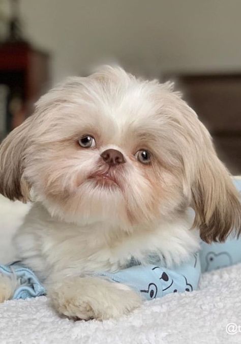 Liver Shih Tzu Puppy, Perro Shih Tzu, Chien Shih Tzu, Shitzu Dogs, Shitzu Puppies, Dog Cuts, Crazy Dog Lady, Very Cute Dogs, Really Cute Dogs