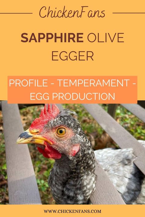 If you’re tired of boring white eggs in your egg carton, say hello to the Sapphire Olive Egger! This hybrid chicken looks amazing with its blue plumage and tufted head and lays amazing olive-colored eggs. So, why settle for an ordinary chicken when you can have a Sapphire Olive Egger in your backyard? Sapphire Olive Egger, Oliver Egger Chicken, Sapphire Olive Egger Chicken, Olive Egger Chicken, Chicken Egg Colors, Olive Egger, Ranch Living, Blue Chicken, Colored Eggs