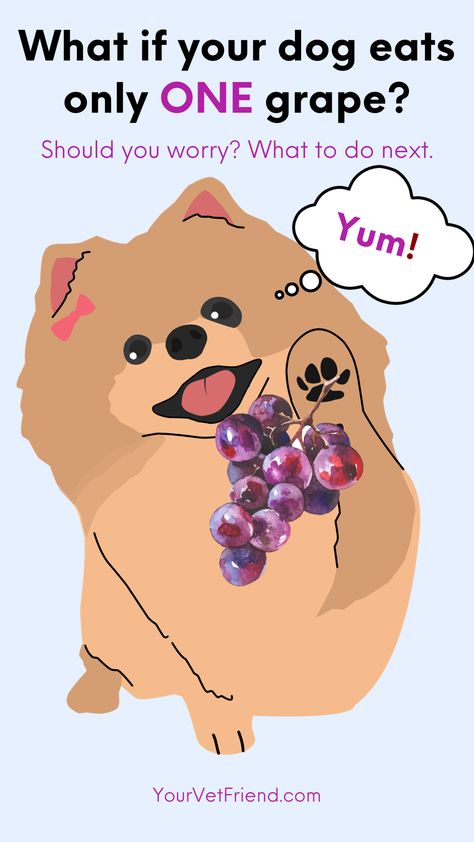 A graphic illustration of a brown Pomeranian holding a bunch of purple grapes as if it is about to eat them. Can Dogs Eat Grapes, Toxic Foods For Dogs, Grapes Benefits, Toxic To Dogs, Pawsitive Vibes, Toxic Foods, Dog Health Tips, Dog Health Care, Can Dogs Eat