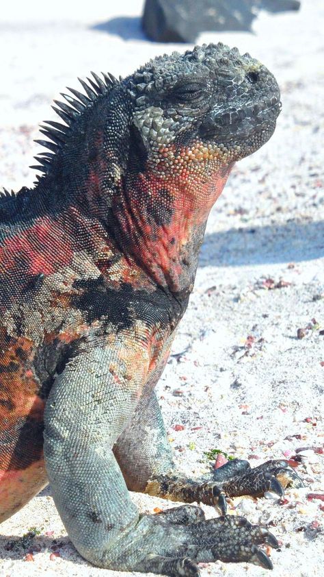 What do marine iguanas eat Marine Iguana, Conserve Energy, Monitor Lizard, American Animals, Green Algae, Galapagos Islands, Reptiles And Amphibians, Zoology, Cute Animal Pictures