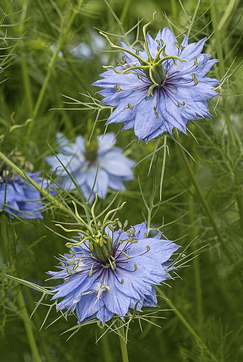 Love In The Mist Flower, Love In A Mist Flower, Mist Garden, Nigella Flower, Mist Flower, Nigella Damascena, Love In A Mist, Spring Gardens, Sesame Seed