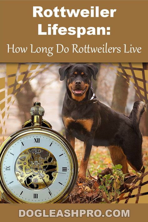 Rottweiler Lifespan: How Long Do Rottweilers Live? Miniature Rottweiler, Rottweiler Mix, Dog Essentials, Hip Dysplasia, Husky Mix, Purebred Dogs, Rottweiler Puppies, Great Pyrenees, Life Expectancy