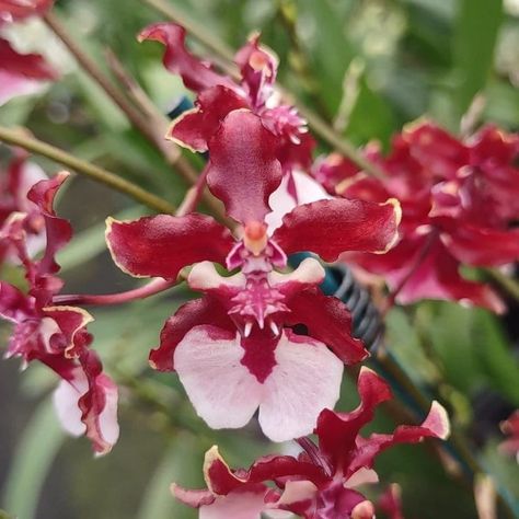 Sharry Baby “Sweet Fragrance” Orchid. Amazing chocolate scented blooms! Chocolate Scent, Cedar Shingle, Staghorn Fern, Sweet Fragrance, Exotic Orchids, Dendrobium Orchids, Cedar Shingles, Orchid Care, Orchid Plants