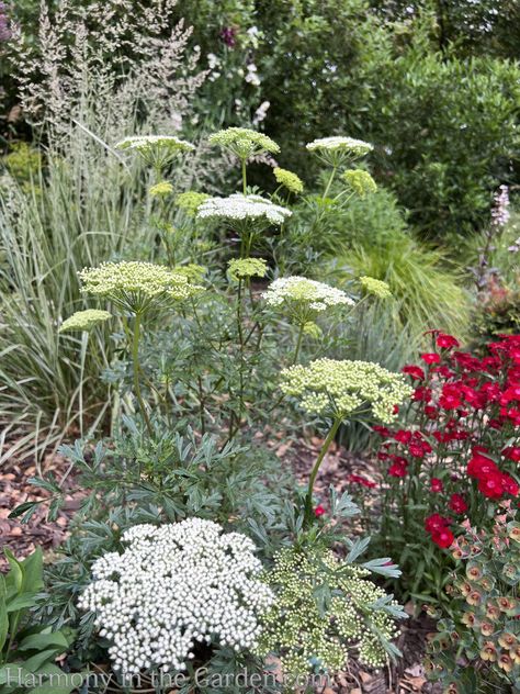 Creating a Rain Garden – Before & After - Harmony in the Garden Rain Garden Ideas, Rain Garden Diy, Rain Garden Plants Shade, Naturalistic Garden, Pollinator Plants, Billy Buttons, Sunken Garden, Grasses Garden, Plant Tags