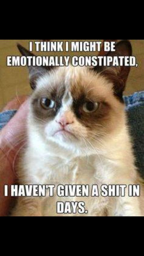 Emotionally constipated Katt Diy, Grumpy Cat Meme, Grumpy Cat Quotes, Grumpy Cats, Grumpy Cat Humor, Angry Cat, Memes Humor, Cat Quotes, Funny Animal Memes