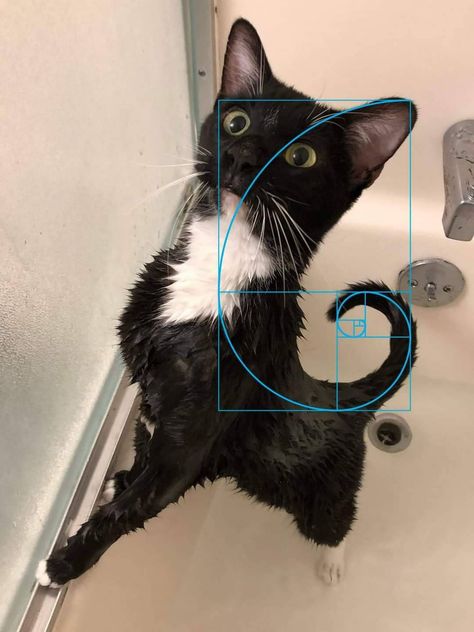 Kinds Of Cats, Golden Ratio, Silly Cats, Animal Memes, 귀여운 동물, Cat Pics, Cat Memes, Animals And Pets, Animal Art