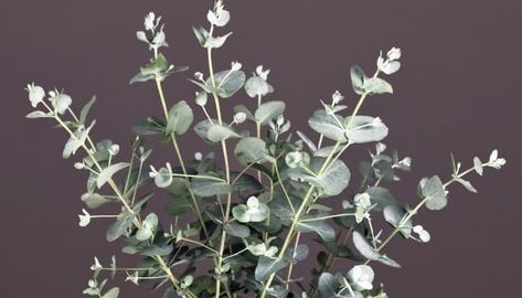 Growing Eucalyptus Indoors Successfully: Here's How Eucalyptus Plant Indoor, Growing Eucalyptus, Types Of Eucalyptus, Eucalyptus Plant, Sun Loving Plants, Silver Dollar Eucalyptus, Overwintering, Eucalyptus Tree, Cut Flower Garden