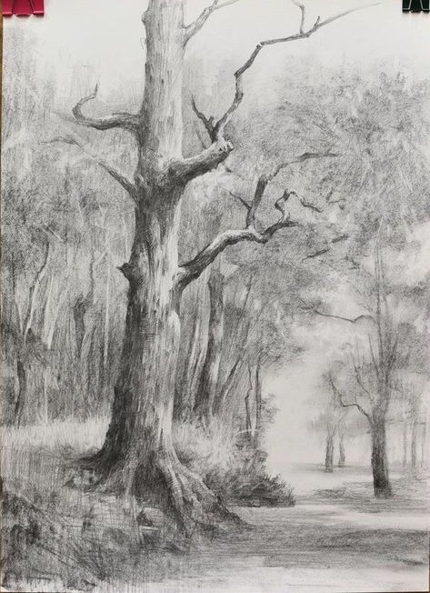 Photorealistic Drawings, Beautiful Pencil Sketches, Tree Texture, Pencil Tree, Tree Tattoos, Pencil Trees, Realistic Pencil Drawings, Tree Textures, Tree Sketches