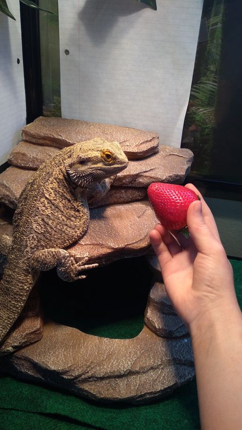 Bearded Dragon Funny, Reptile Care, Bearded Dragon Cute, Cute Lizard, Pet Dragon, Cute Reptiles, Reptiles Pet, Leopard Gecko, Dragon Pictures