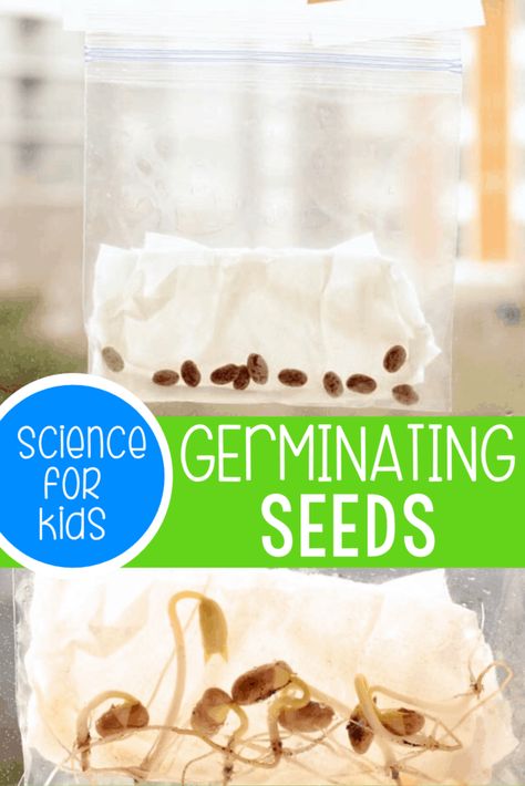 Plant Experiments For Kindergarten, Seed In A Bag Experiment, Plant Themed Crafts, Seed Experiments For Kids, Autumn Preschool, Seed Science, Plant Experiments, Germinating Seeds, Bitmoji Classroom