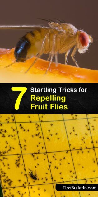 Repelling the Fruit Fly - Quick Ways to Deter Fruit Flies Fruit Fly Spray, Fruit Fly Repellent, Homemade Fruit Fly Trap, Fruit Fly Killer, Fruit Fly Traps, Fly Infestation, Homemade Bug Spray, Diy Bug Spray, Rotten Fruit