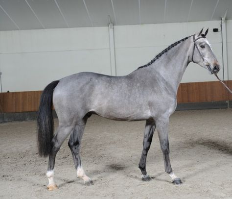 Houston - BWP-Belgian Warmblood-from Wiki-only difference between Belgium Warmblood and the Belgian Sport Horse is the location in Belgium, each has own Studbook, N.Belgium register with BWP, S. with sBs, sBs leisure horses, after WWll imports from France, England, Ireland, Germany and Netherlands were foundation stock for the BWP Sport Horse, modern bred specifically for Show Jumping, dressage, eventing, show hunters, colors most common are chestnut, bay, brown, black, gray, rarely pinto. Grey Warmblood Horse, Belgian Warmblood, Dutch Warmblood, Warmblood Horses, Riding Clothes, Beautiful Horse Pictures, Horse Riding Clothes, Horse Inspiration, Grey Horse