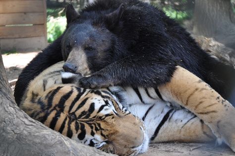 Anne spent most of the weekend cleaning Doc's ears. Did you visit Noah's Ark this weekend? If so, you likely saw these 2 being quite comical. www.noahs-ark.org #bear #tiger #oddanimalfriends Tiger And Bear, Weekend Cleaning, Unlikely Friends, Cat Couple, Animal Symbolism, Bear Photos, Animals Friendship, Bear Pictures, Love Bear