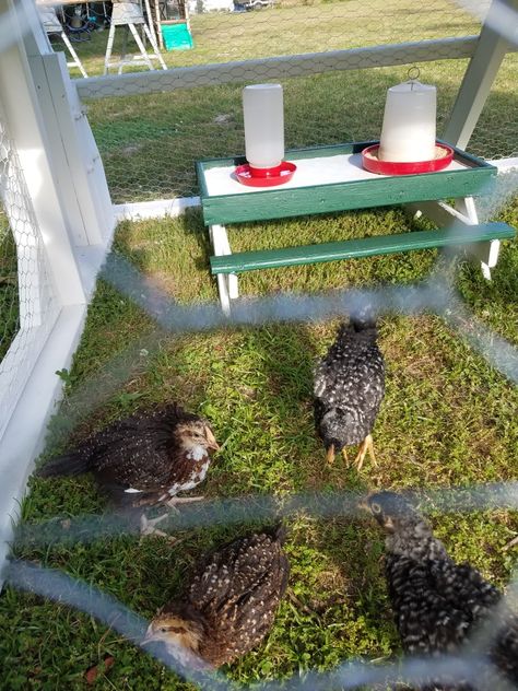 Our custom built chicknic table to match our coop Chicknic Table, Backyard Chickens, Chickens Backyard, Chicken Coop, Coop, Custom Build, Chicken