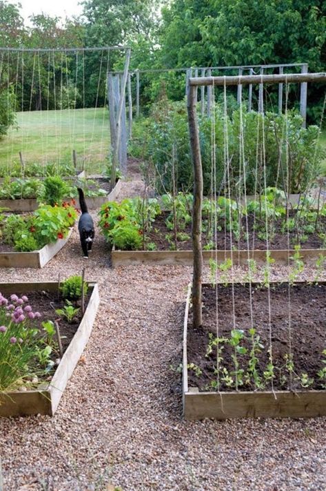 Funny Vine, Potager Garden, Garden Types, Veg Garden, Have Inspiration, The Secret Garden, Vegetable Garden Design, Garden Boxes, Garden Bed