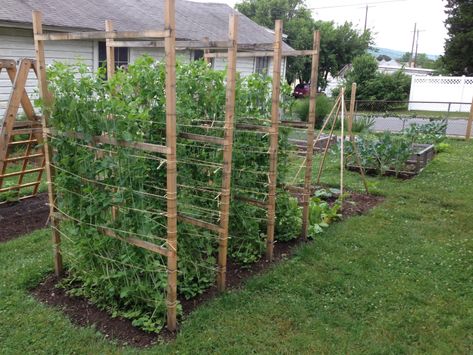 Snap Pea Trellis, Snap Peas Garden, Montana Wildlife, Pea Trellis, Diy Garden Trellis, Plants Growing, Garden Vines, Garden Veggies, Veg Garden