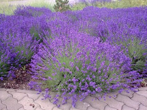 8 plantas de exterior resistentes al frío y calor Insect Repellent Plants, Lavender Seeds, Provence Lavender, Mosquito Repelling Plants, English Lavender, Landscaping Supplies, Lavender Plant, Lavender Farm, Plant Spacing