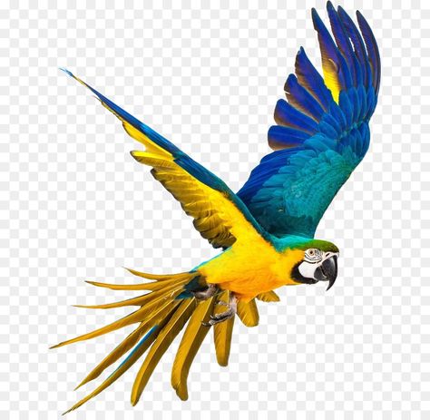 Parrot Png, Burung Kakatua, Yellow Parakeet, Budgerigar Bird, Parrot Cartoon, Burung Beo, Rainbow Color Background, Pet Birds Parrots, Rainbow Lorikeet