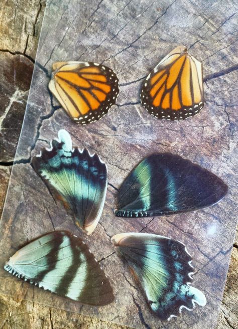 Real Butterfly Wing Jewelry, Cicada Wings, Butterfly Wing Jewelry, Backyard Chicken Farming, Insect Wings, Real Butterfly Wings, Real Butterfly, Wing Jewelry, Stained Glass Jewelry