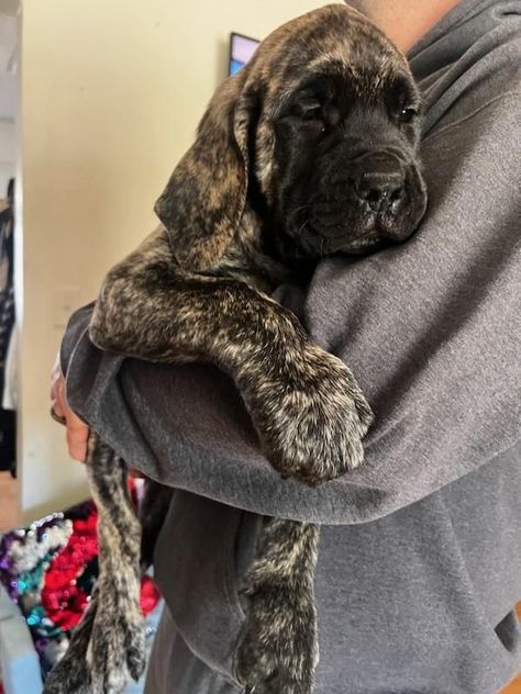 English mastiff puppies Brindle English Mastiff, Brindle Mastiff, Italian Mastiff Puppies, American Mastiff, British Mastiff, Old English Mastiffs, Bull Mastiff Puppies, Mastiff Puppies For Sale, English Mastiff Dog