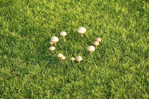 fairy ring Mushroom Circle, Faerie Ring, Fairy Rings, Fairy Circle, Slime Mould, Fairy Ring, Disease Symptoms, Goblin Core, Mushroom Fungi