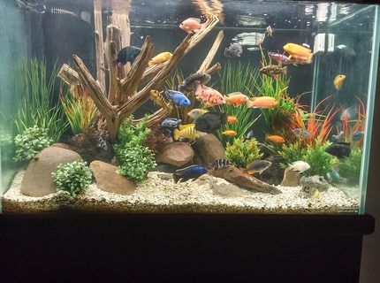 Cichlid Aquarium Ideas, African Cichlid Tank, Beach Aquarium, Freshwater Fish Tank, Cichlid Tank, African Cichlid Aquarium, Cichlid Aquarium, Fish Tank Themes, Cichlid Fish