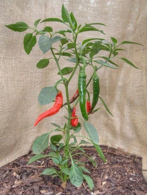 Chilli Plant Care, Green Chilli Plant, Rose Depp Lily, Growing Chillies, Growing Jalapenos, Chili Pepper Plant, Hot Peppers Plants, Spicy Treats, Chilli Plant