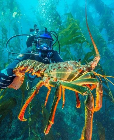 Underwater Seaweed, Coral Vine, Spiny Lobster, Underwater House, Channel Islands National Park, Kelp Forest, Soul Artists, Underwater Animals, Beautiful Sea Creatures