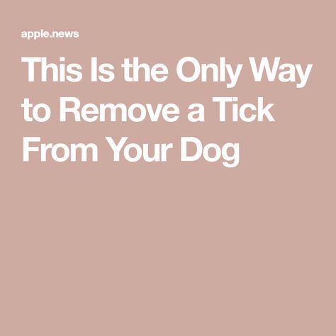 Tick Removal Dog, Wood Tick, Get Rid Of Ticks, Dogs Ears Infection, Ticks On Dogs, Deer Ticks, Tick Removal, Tick Bite, Dog Essentials