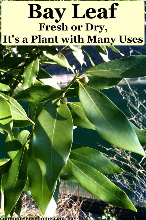 Bay leaf is a common spice, but what's the best way to use it, and what does it do? We'll cover uses for food, medicine, and pest control. Bay Leaves Uses, Bay Leaf Plant, English Laurel, Bay Leaf Tree, Bay Laurel Tree, Laurel Hedge, Laurus Nobilis, Bay Tree, Mountain Rose Herbs