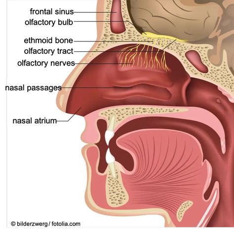 Clear Mucus From Throat, Mucus In Throat, Getting Rid Of Mucus, Sinus Drainage, Sunburn Peeling, Getting Rid Of Phlegm, Bad Cough, Throat Remedies, Healthy Heart Tips