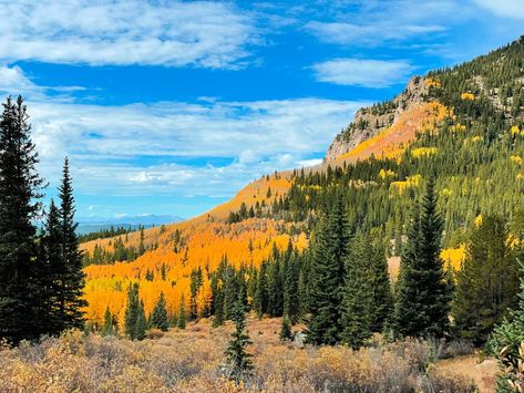 2024 Guide to See Colorado's Best Aspens Fall Colors — Colorado Hikes and Hops Colorado Hiking Trails, Colorado Hikes, Fall Hike, Colorado Trail, Colorado Fall, Leaf Peeping, Colorado Hiking, Plan A Trip, Fall Hiking