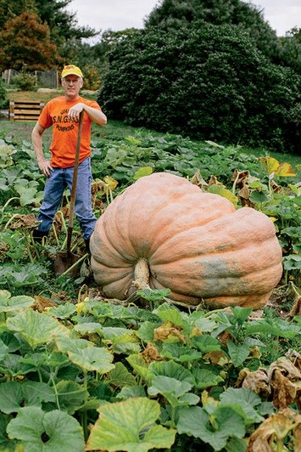 Growing Squash, Giant Vegetable, Types Of Pumpkins, Big Pumpkin, Funny Vegetables, Planting Pumpkins, Vegetable Harvest, Biggest Pumpkin, Pumpkin Garden