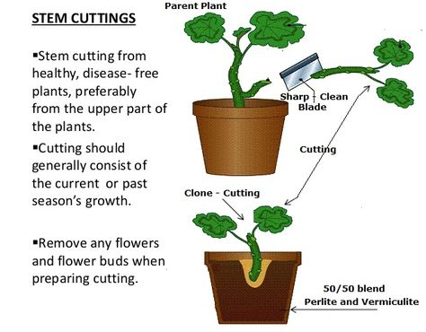 Growing Tomatoes In Containers, Basil Plant, Plant Propagation, Advantages And Disadvantages, New Roots, Tomato Garden, Free Plants, Growing Tomatoes, Plant Cuttings