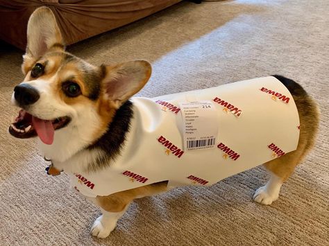 Wawa Hoagie Costume Catapults Conshohocken Corgi to Internet Fame Corgi Costume, Corgi Halloween, Elephant Costumes, Internet Fame, Famous Dogs, Pets Accessories, Dog Halloween Costumes, Dog Costumes, Dog Costume