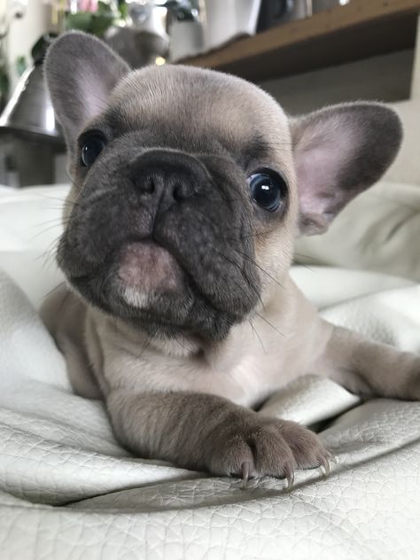 Bulldog Francese, Cute French Bulldog, French Bulldog Puppies, French Bulldogs, Bulldog Puppies, Rat Rod, Rats, French Bulldog, Bulldog