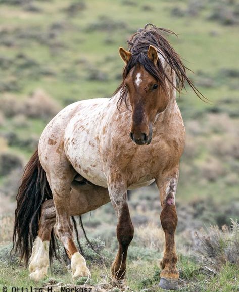 Buckskin Roan, Cream Horse, Roan Horse, Mustang Horses, Random Animals, Heavenly Creatures, Wild Horses Mustangs, Horses Photography, Beautiful Horses Photography