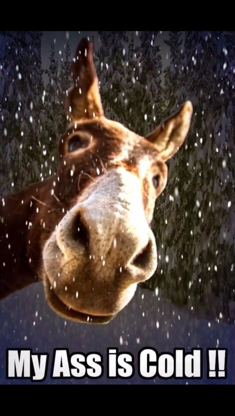 Donkey Quotes Funny, Funny Cold Weather Quotes, Cold Humor, Cold Weather Funny, Winter Humor, Funny Weather, Cute Animal Quotes, Good Morning My Friend, Funny Animals With Captions